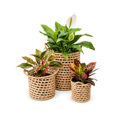 Breezy hand-woven Malawi palm leaf pot plant basket with handles, natural woven planter available in 200mm to 450mm sizes