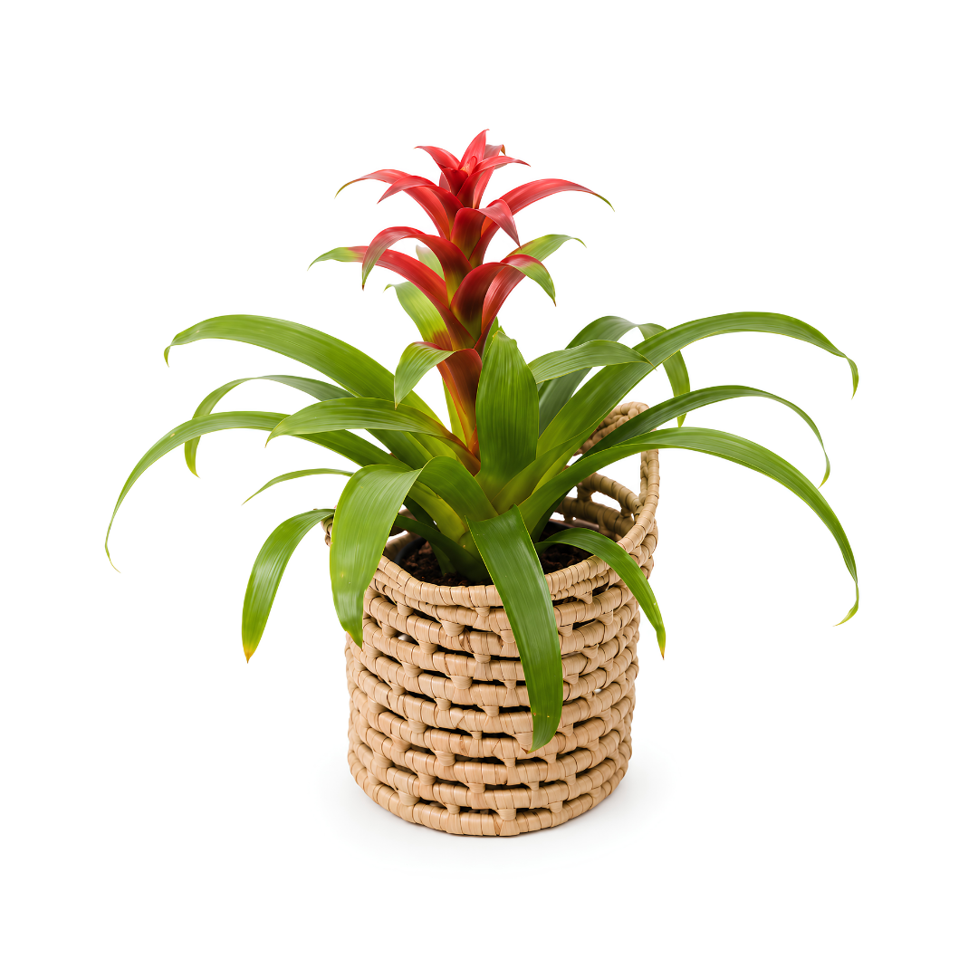 Breezy hand-woven Malawi palm leaf pot plant basket with handles, natural woven planter available in 200mm to 450mm sizes