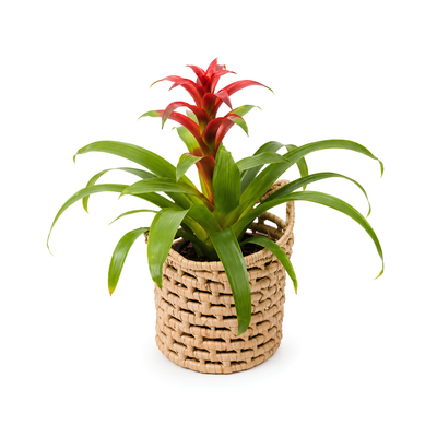 Breezy hand-woven Malawi palm leaf pot plant basket with handles, natural woven planter available in 200mm to 450mm sizes