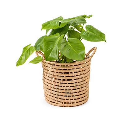Breezy hand-woven Malawi palm leaf pot plant basket with handles, natural woven planter available in 200mm to 450mm sizes