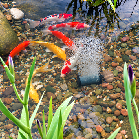 Solar Powered Air Pump with Single Large Air Stone, featuring a 5W solar panel, 10 L/min maximum airflow, 50 × 150mm air stone and 5m hose for aerating garden ponds and fish ponds.
